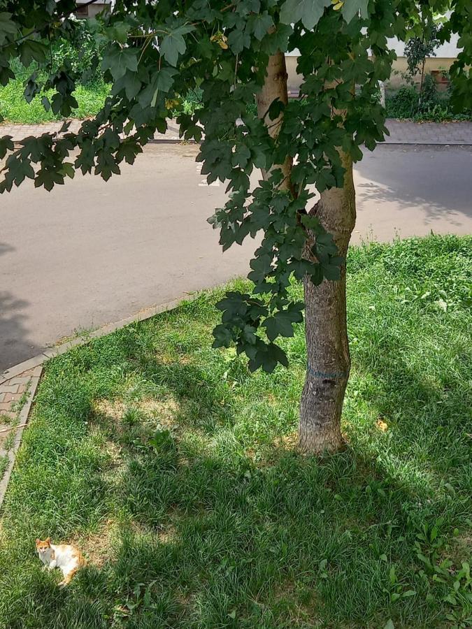 Alma Apartament Piatra Neamţ Zewnętrze zdjęcie